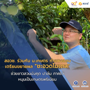 สอวช. ร่วมกับ ม.เกษตร กำแพงแสน เตรียมขยายผล “ชะอวดโมเดล” ช่วยชาวสวนมังคุด ปาล์ม ภาคใต้ หนุนเป็นเกษตรพรีเมียม แนะเพิ่มพื้นที่เพาะปลูกพืชดาวรุ่ง ส้มโอทับทิมสยาม – ทุเรียน หลังพบราคาดีต่อเนื่อง
