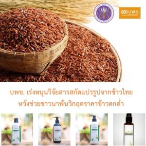 บพข. เร่งหนุนวิจัยสารสกัดแปรรูปจากข้าวไทย หวังช่วยชาวนาพ้นวิกฤตราคาข้าวตกต่ำ